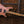 Mayones Regius V24 6 Master Grade Spalted Maple