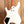 Ibanez ICHI10 Vintage White Matte