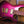 Ibanez SML721 Rose Gold Chameleon